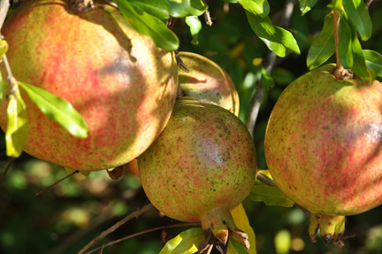 Pomegranate Russian Fruits